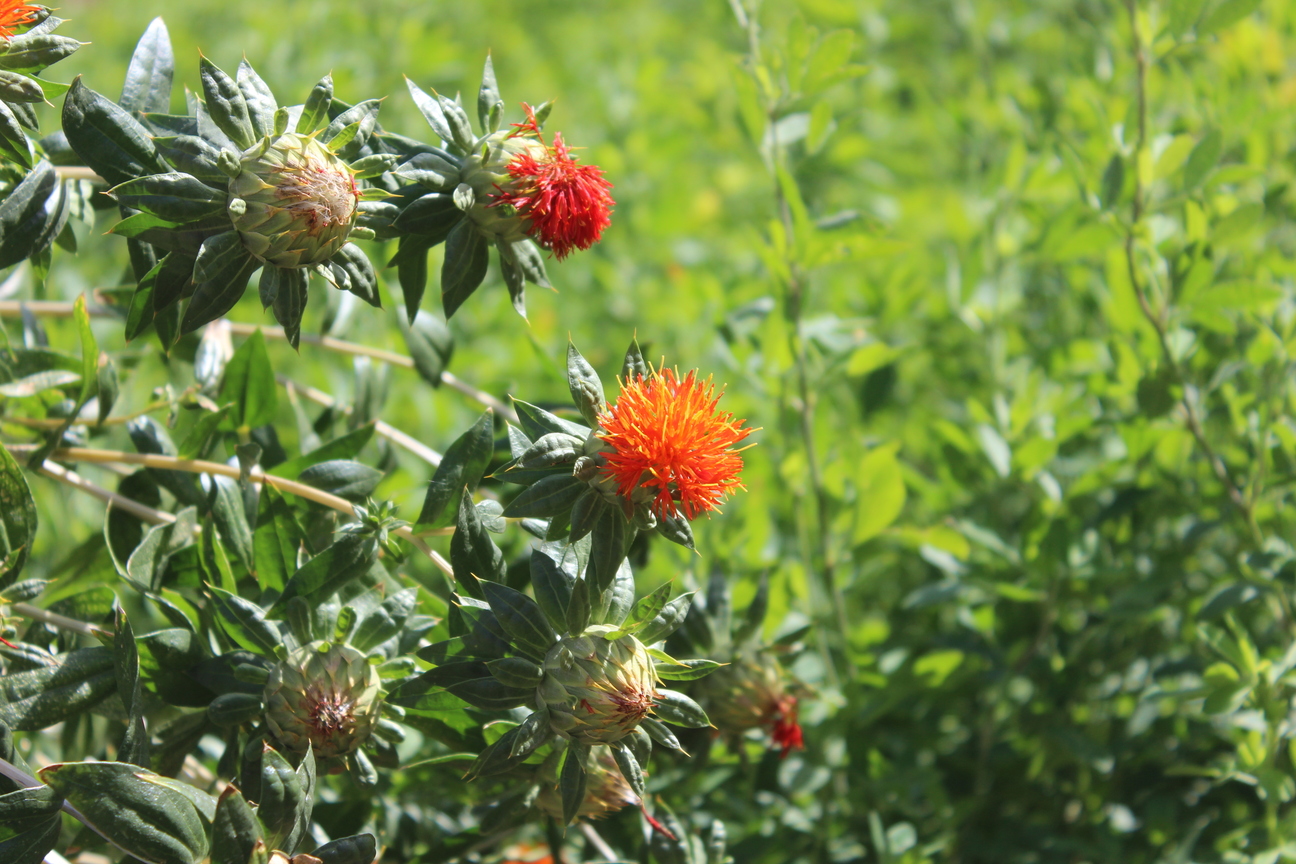 Plant Image